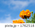 マリーゴールドの花と空