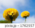 マリーゴールドの花と空