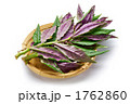 金時草