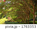 さるすべりの木陰