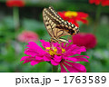 花とアゲハチョウ
