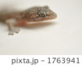 ヤモリ