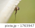 ヤモリ