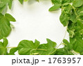 あさがおの葉の額