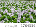 ホテイアオイの花