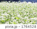 1764528