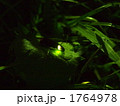 夏の光～ほたる～