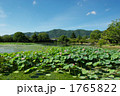 嵯峨大沢池のハスの花