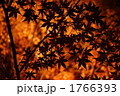 紅葉　モミジ１