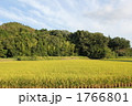 田舎の畦道