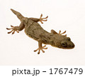 ヤモリ