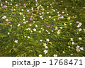 梅花藻夏模様