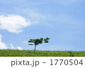 青空の一本の木