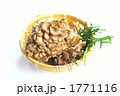 舞茸