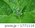 クモの巣についた朝露