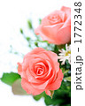 薔薇