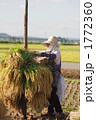 稲の収穫 1772360