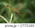 赤とんぼ　深山茜