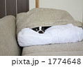 かくれんぼ