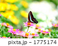 花畑と蝶