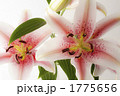 二輪　ゆりの花