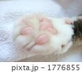 ピンクの肉球