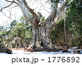 白神山地十二湖最大のブナ