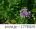オステオスペルマム・ナシンガの花