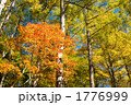 奥日光のハウチワカエデとカラマツの紅葉