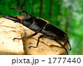 レイテオオヒラタクワガタ