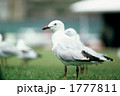 カモメ？ウミネコ？