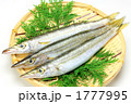 カマス