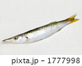 カマス