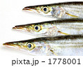 カマス