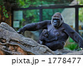 ゴリラの親子