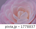 乙女椿
