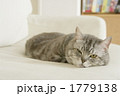 とけねこ。