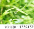 1779172