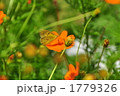 1779326