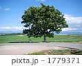 美瑛の丘のセブンスターの木