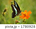 キバナコスモスの蜜を漁るアオスジアゲハ