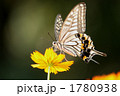 キバナコスモスとアゲハチョウ