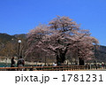 飛騨高山　満開の荘川桜