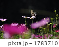 あげは