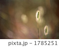 光にすけて秋模様