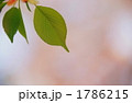 1786215