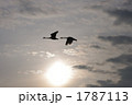 羽ばたく白鳥 羽ばたく白鳥