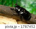 タランドゥスオオツヤクワガタ