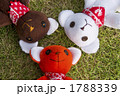 寝転ぶクマ