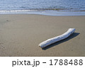 流木